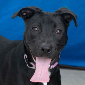 A5680226 Gamora is a super sweet Lab mix puppy looking for her FURever home Com