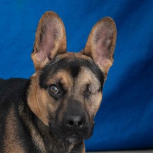 A5697904 Popeye is an adorable puppy on the lookout for his FURever home This 