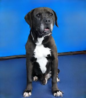 A5695472 Meet Douglas  A Gentle Soul with a Heart of Gold Douglas is a 10-year