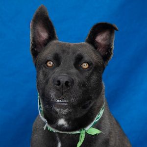 DANTE Labrador Retriever Dog