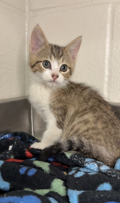 Braydon (A138131)