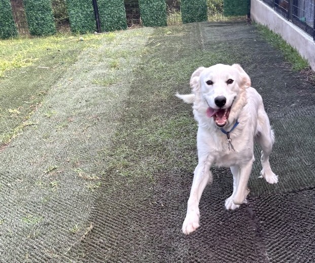 Little Joey aka Joey SAT