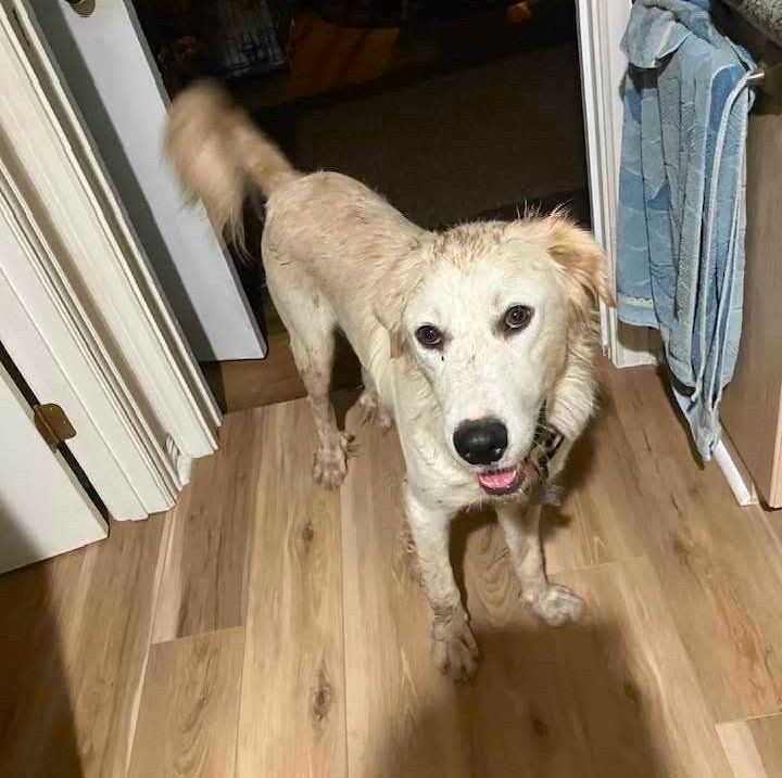 Little Joey aka Joey SAT