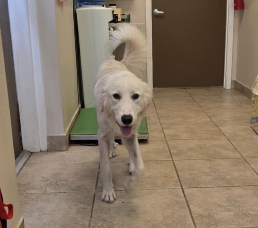 Little Joey aka Joey SAT