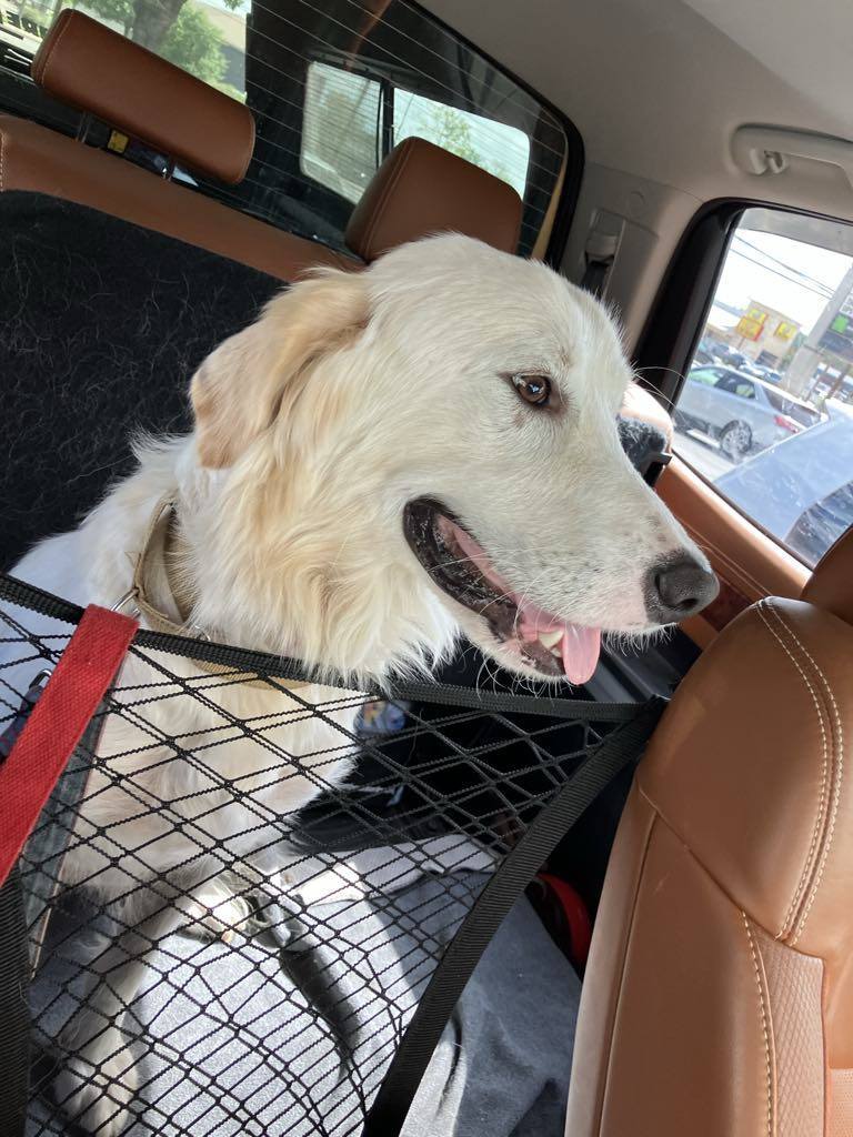 Little Joey aka Joey SAT