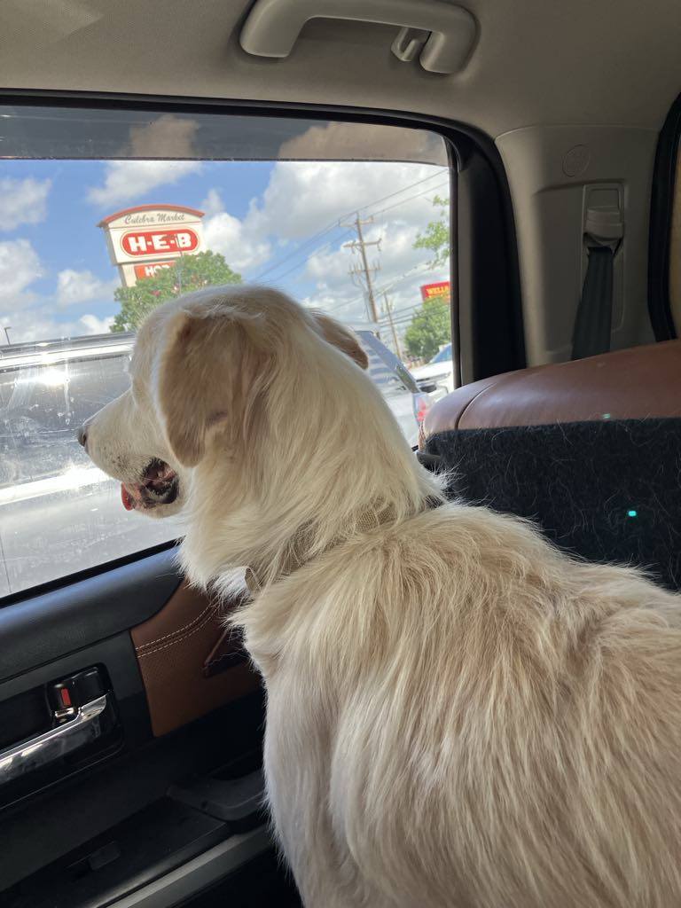 Little Joey aka Joey SAT