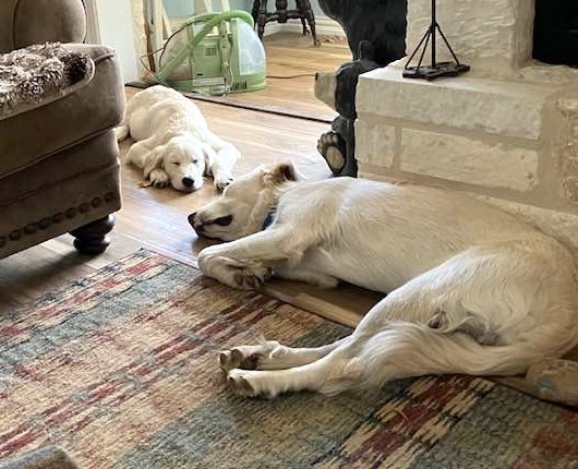 Little Joey aka Joey SAT