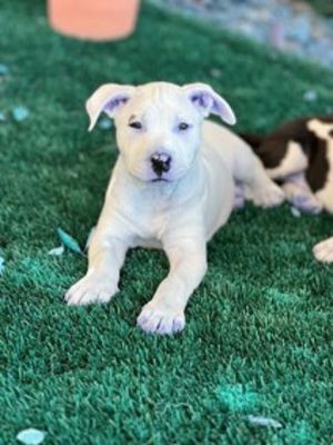 Primary Color Whiteblack Weight 139lbs Age 0yrs 0mths 10wks Animal has been Spayed