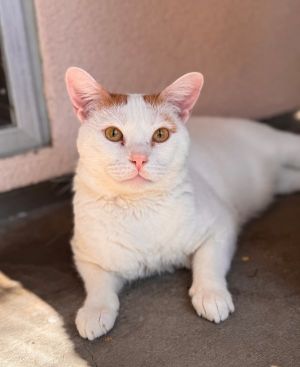 My friends describe me as a pretty darned friendly guy You can call me Topper a Top Cat here Pret