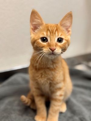 Kitkat Domestic Short Hair Cat