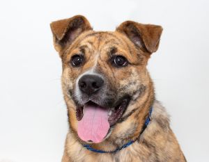Hey there Im Nala a 11-month-old female spayed shepherd waiting and ready to go home with you I 