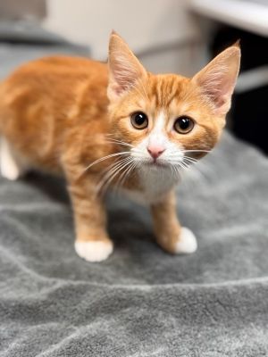 Primary Color Orange Tabbywhite Weight 291lbs Age 0yrs 3mths 2wks Animal has been Spayed