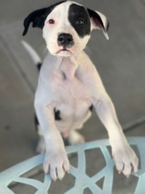 Primary Color White Weight 141lbs Age 0yrs 0mths 9wks Animal has been Neuter