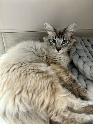 Primary Color Lynx Point Weight 84lbs Age 2yrs 0mths 3wks Animal has been Spayed