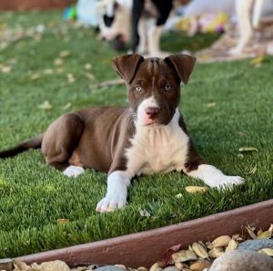 Primary Color Chocolate Secondary Color White Weight 123lbs Age 0yrs 0mths 