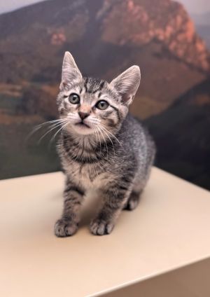 Primary Color Brown Tabby Weight 198lbs Age 0yrs 0mths 9wks
