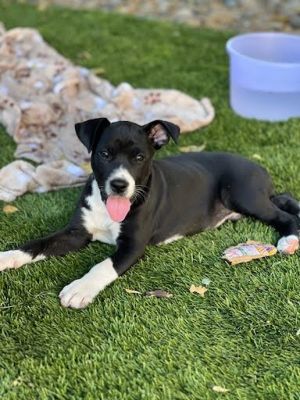 Primary Color Blackwhite Weight 135lbs Age 0yrs 0mths 9wks Animal has been Spayed