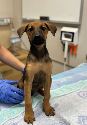 Hi Im Bumblebee-a 3-month-old female mixed breed pup with soft fur a wiggly body and a face that
