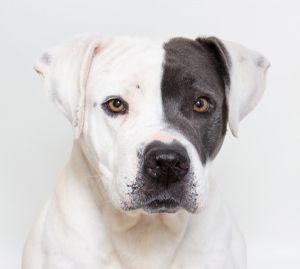 Hi Im Ella-a 6-year-old female Pitbull mix with the softest eyes the sweetest heart and a mellow