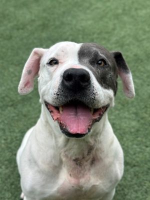 Hi Im Ella-a 6-year-old female Pitbull mix with the softest eyes the sweetest