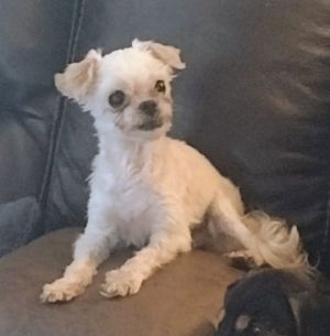 Valerie, Adult Female Maltese