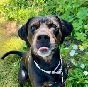 Beatle (mcas), Adult Male Labrador Retriever