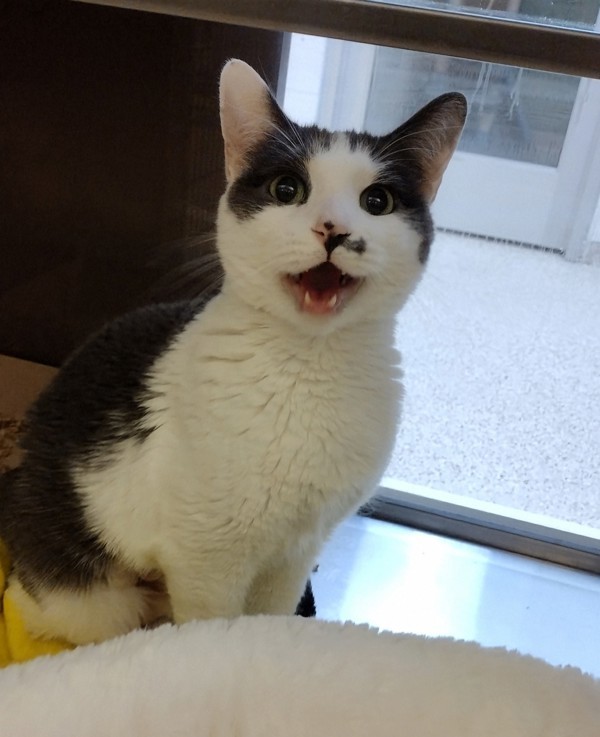 Etta 44364, an adoptable Domestic Short Hair in Pocatello, ID, 83205 | Photo Image 1