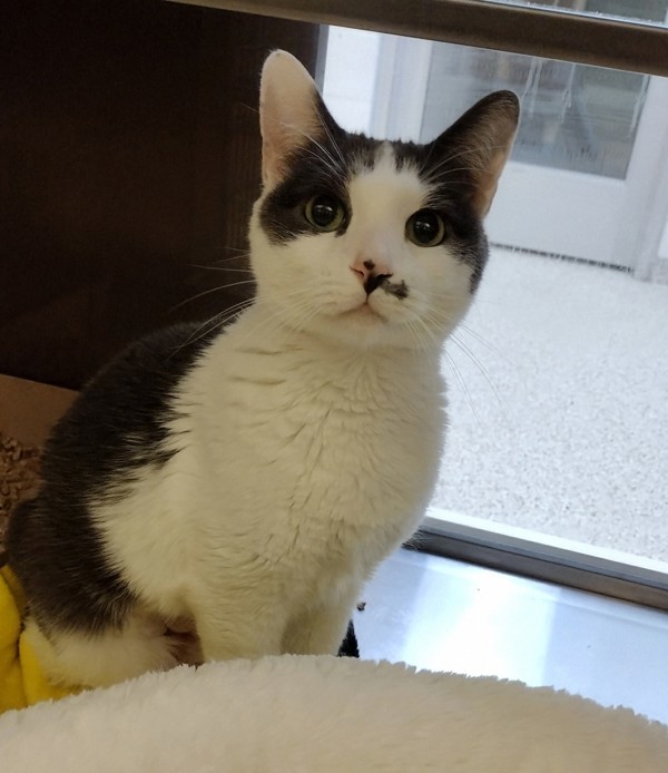 Etta 44364, an adoptable Domestic Short Hair in Pocatello, ID, 83205 | Photo Image 2