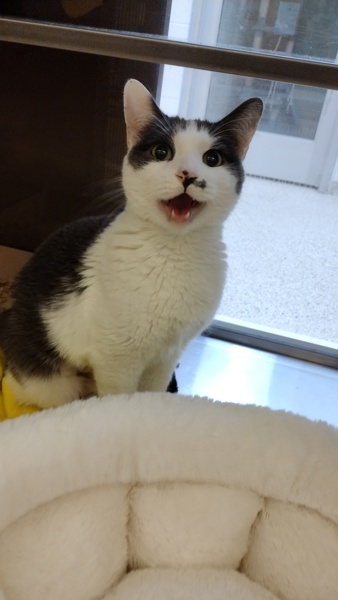 Etta 44364, an adoptable Domestic Short Hair in Pocatello, ID, 83205 | Photo Image 3