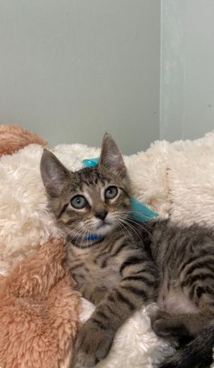 Twin 2, Baby Male Domestic Short Hair
