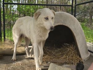 Lady, Adult Female Husky