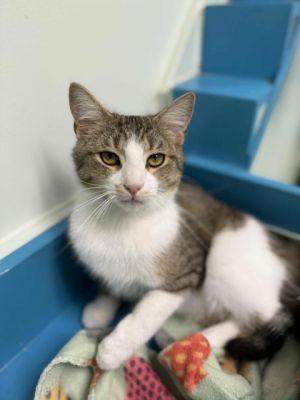 Mai Valentine, Adult Male Domestic Short Hair