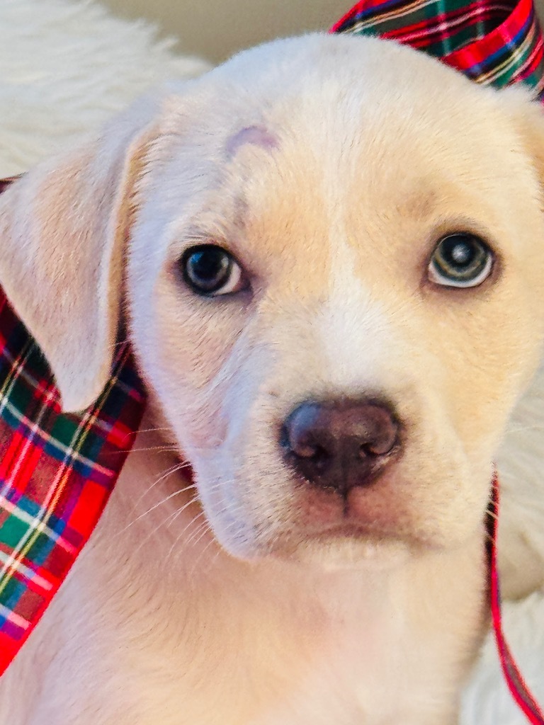 DAISY
