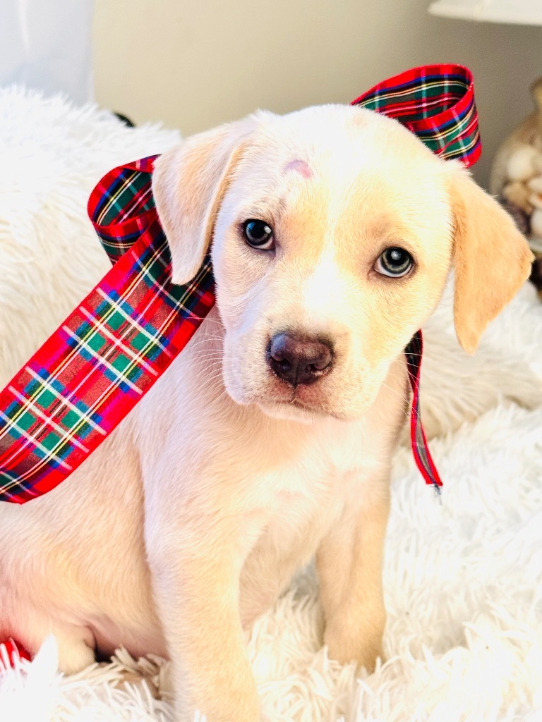 DAISY