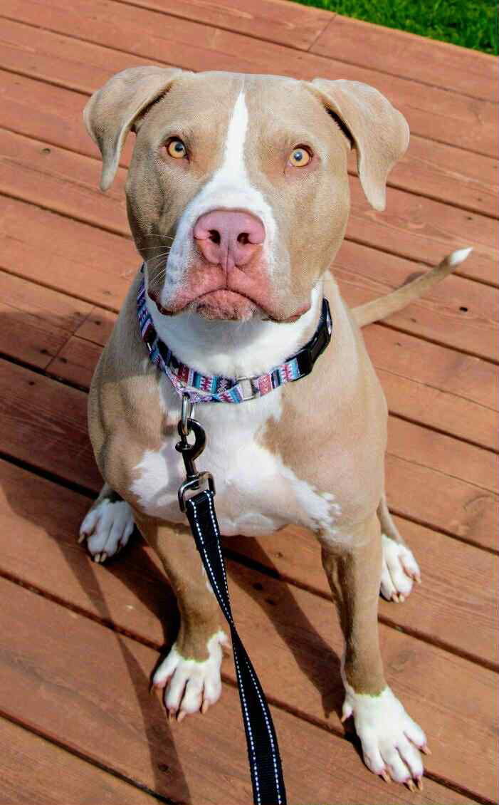 Loki, an adoptable Pit Bull Terrier in Duluth, MN, 55807 | Photo Image 1