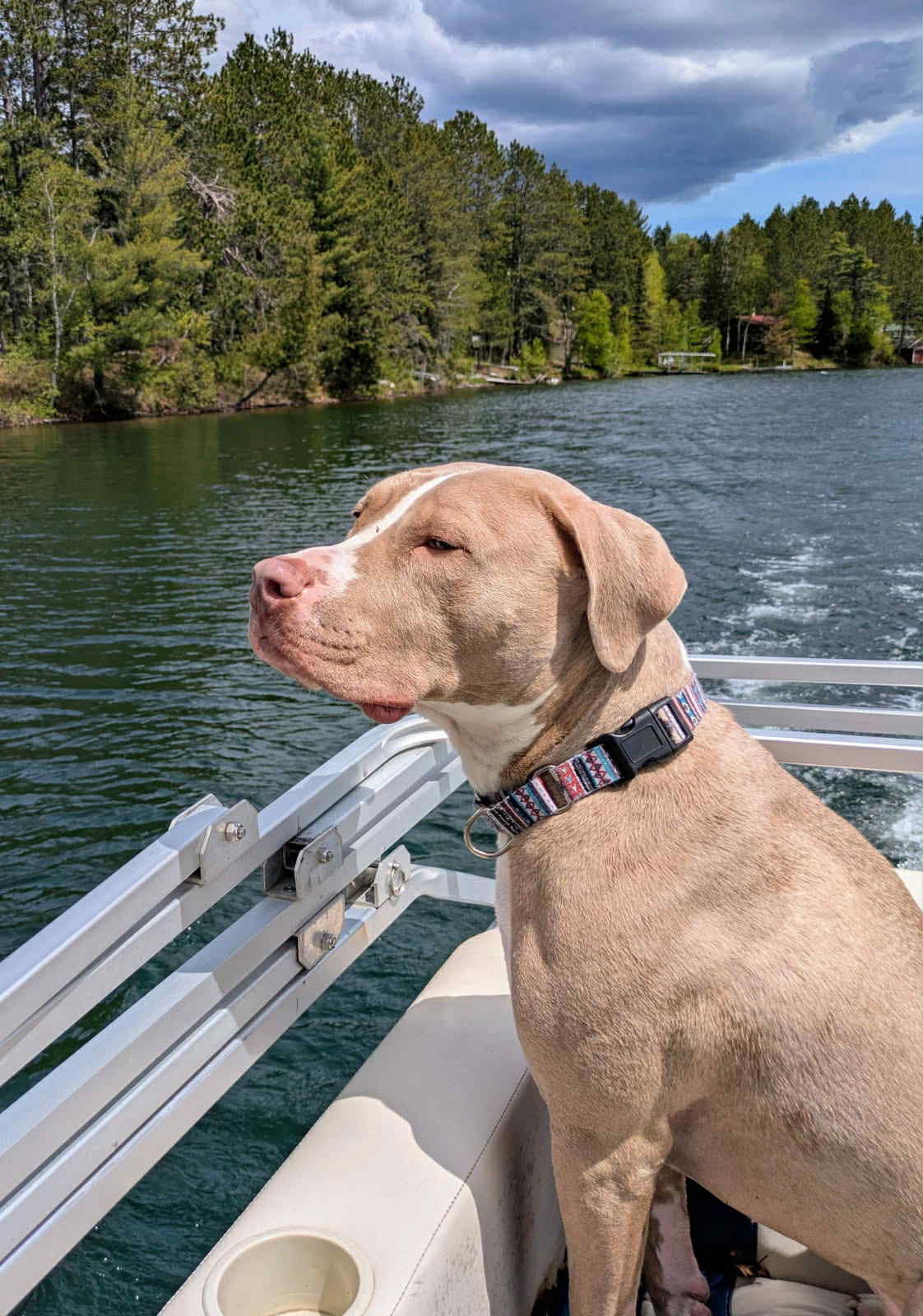 Loki, an adoptable Pit Bull Terrier in Duluth, MN, 55807 | Photo Image 2