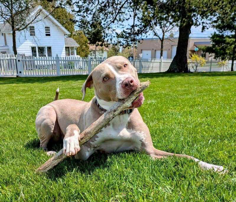 Loki, an adoptable Pit Bull Terrier in Duluth, MN, 55807 | Photo Image 3