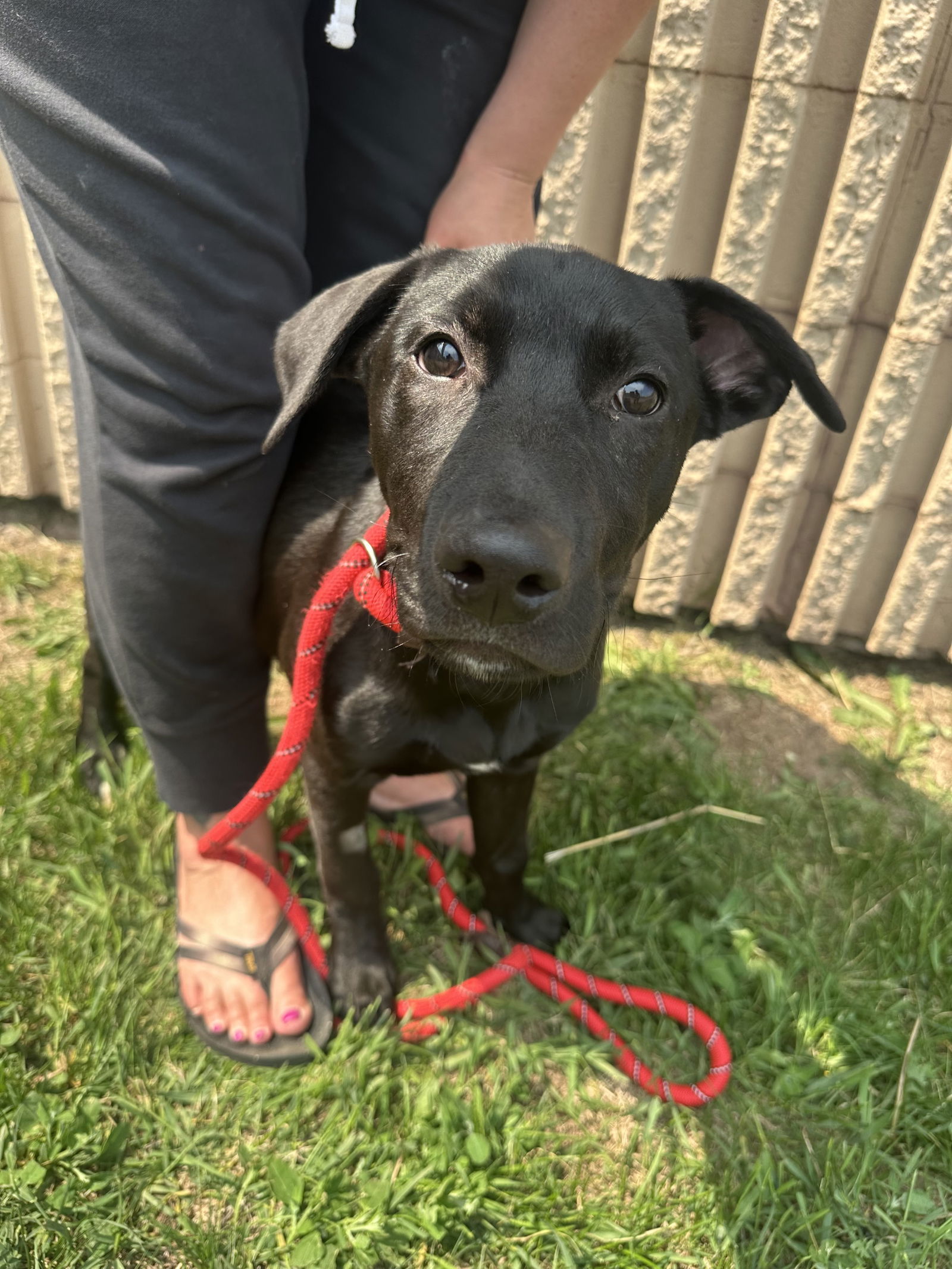Finn, an adoptable Labrador Retriever in Duluth, MN, 55807 | Photo Image 1
