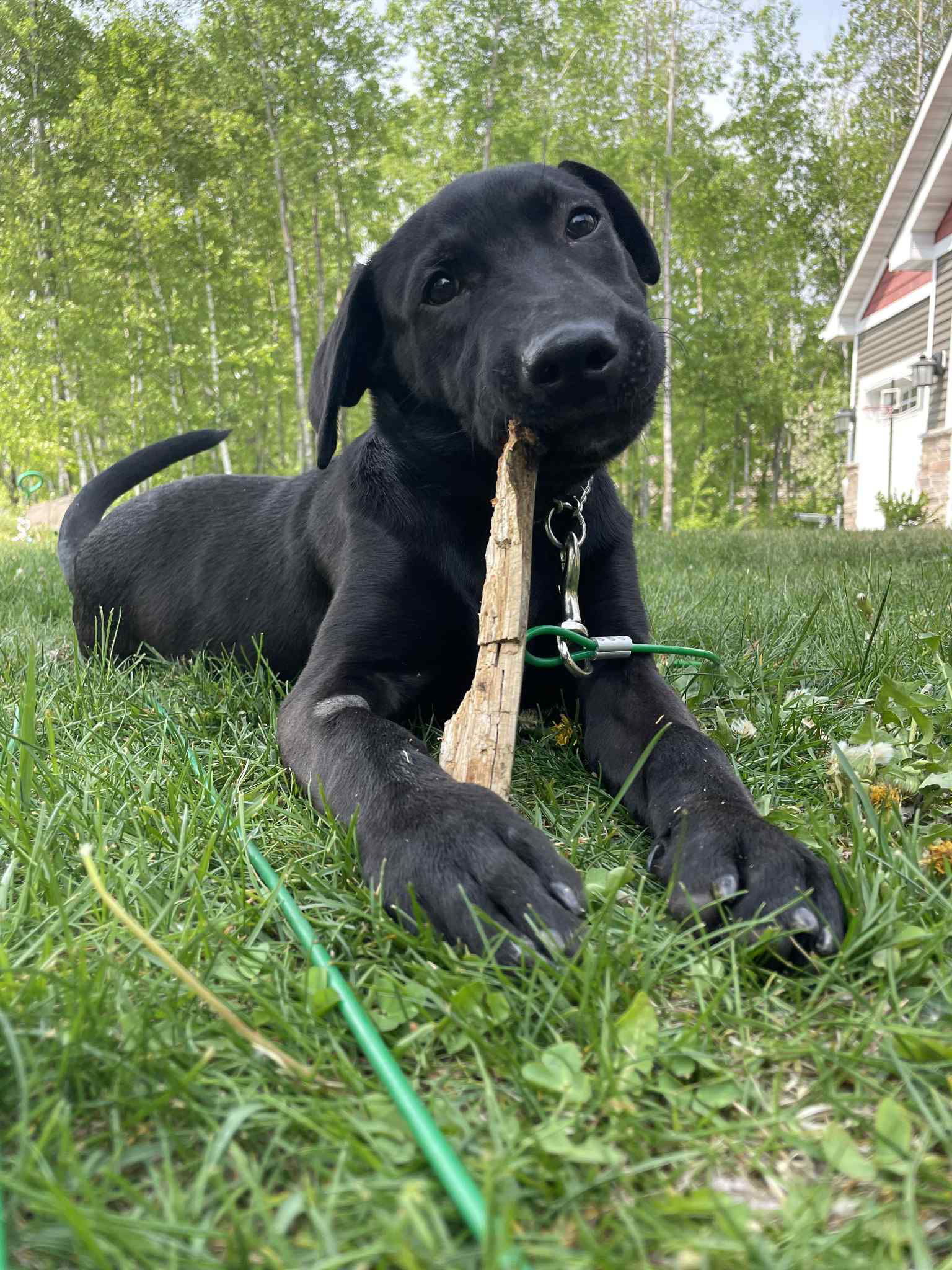 Finn, an adoptable Labrador Retriever in Duluth, MN, 55807 | Photo Image 2