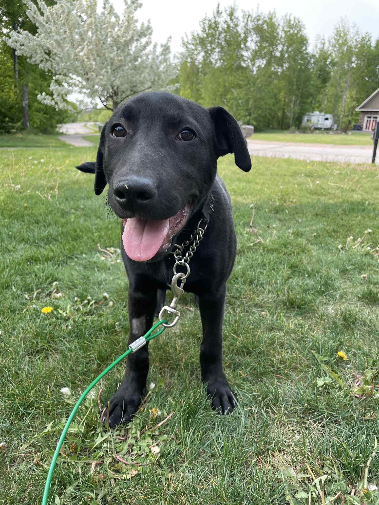 Finn, an adoptable Labrador Retriever in Duluth, MN, 55807 | Photo Image 3