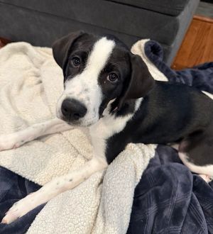 MARGARITA, Baby Female Hound