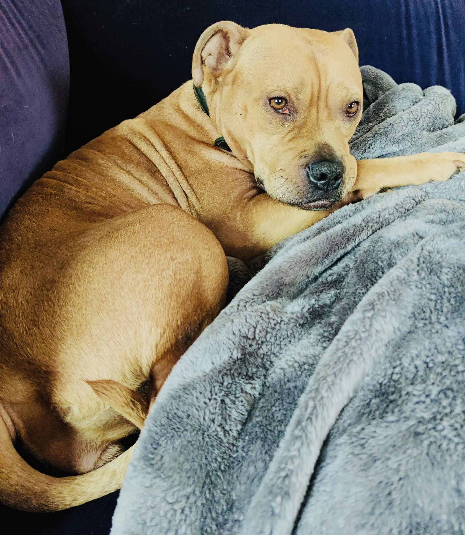 Sweetie Pie