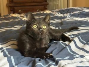 Alto, Baby Female Domestic Short Hair