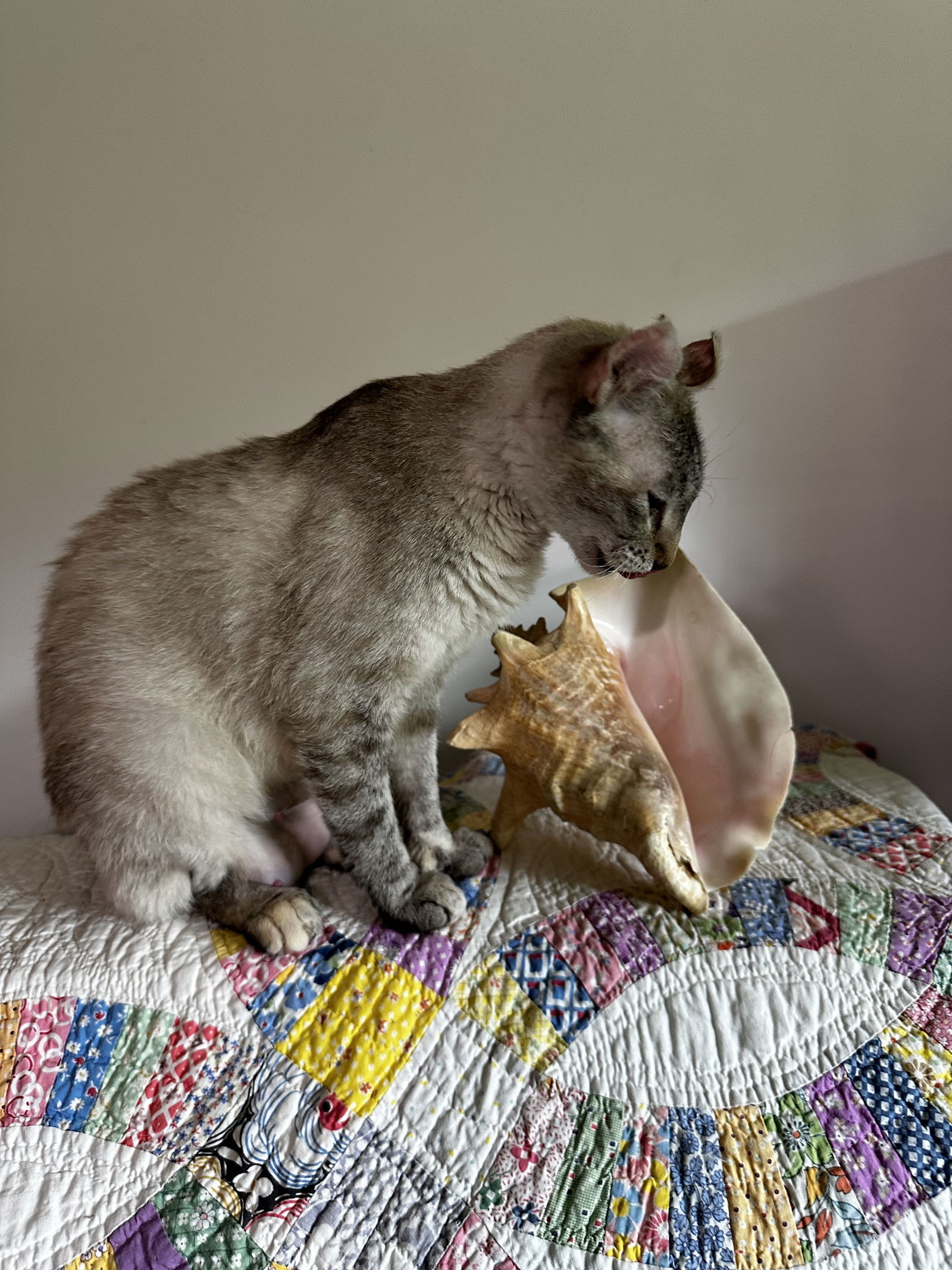 Queen Polly Conch