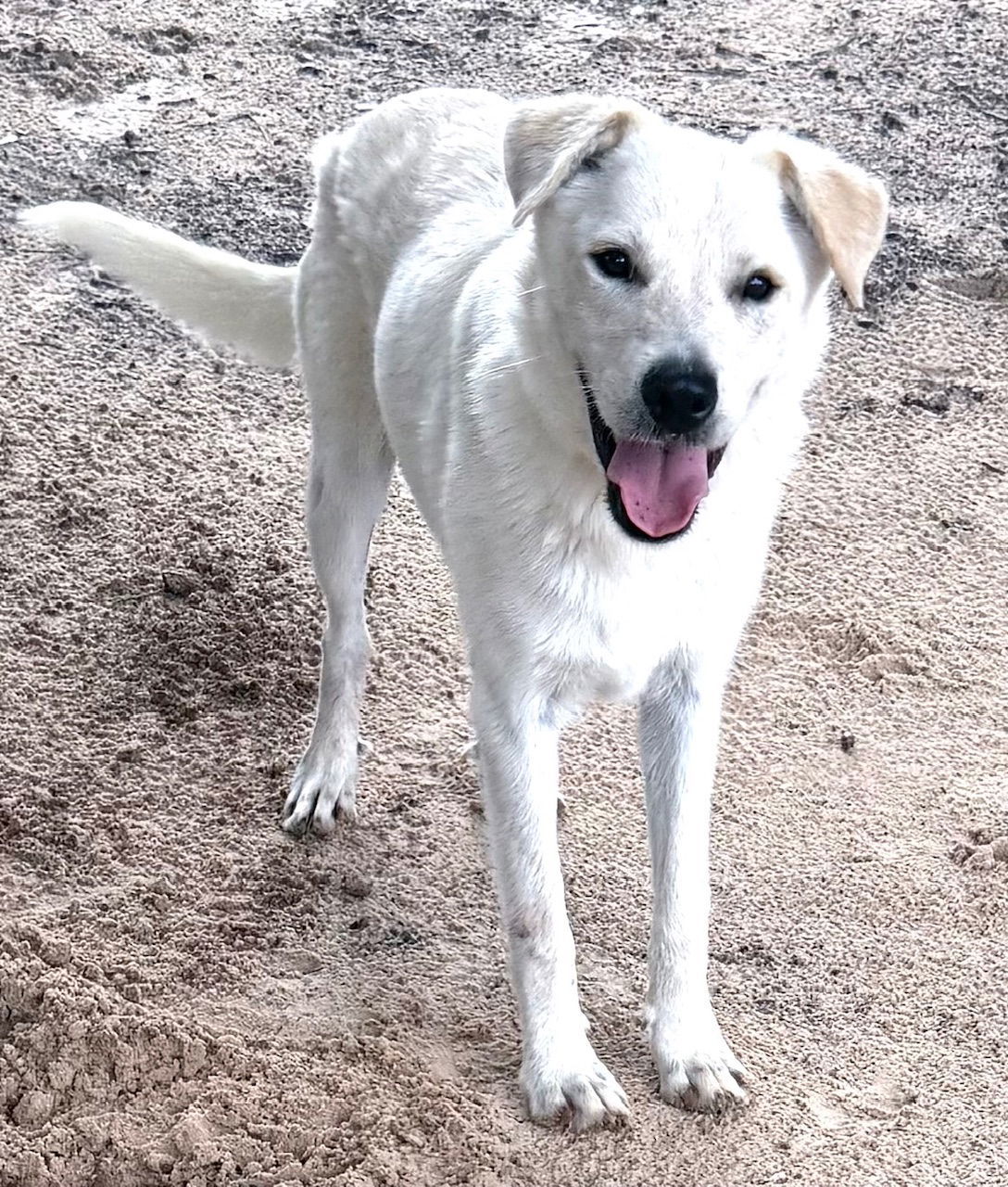 Max
