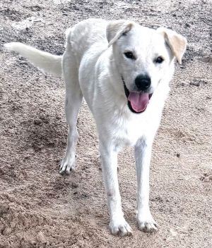 Max, Young Male Labrador Retriever