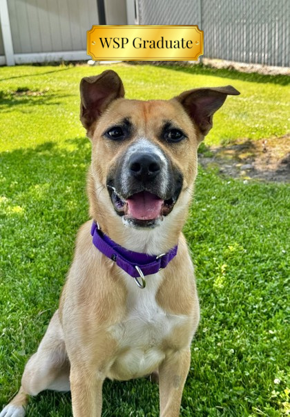 Biscuit, an adoptable Mixed Breed in Walla Walla, WA, 99362 | Photo Image 1