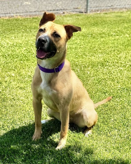 Biscuit, an adoptable Mixed Breed in Walla Walla, WA, 99362 | Photo Image 2