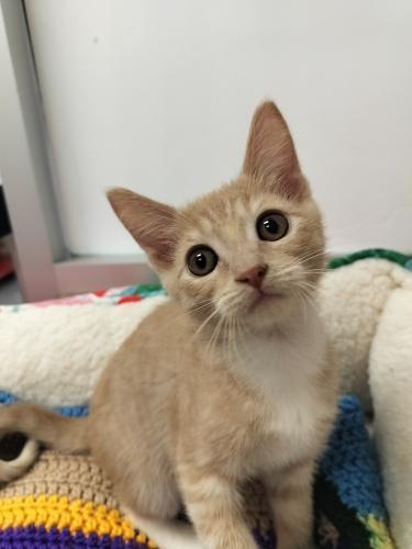 Pet Image