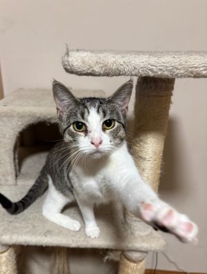 Millie Domestic Short Hair Cat
